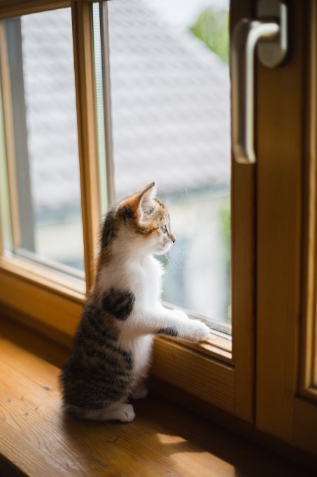 Kotek w oknie